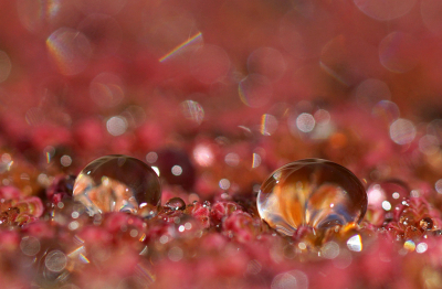Voordat de rode kleur van het kroos weer verdwijnt toch nog een paar kiekjes gemaakt van de druppels.