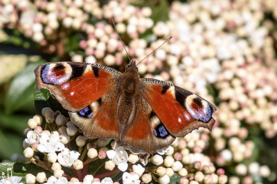 <i class='fa fa-user'></i>&nbsp;Johan van Gurp&nbsp;|  Dagpauwoog&nbsp; <i class='fa fa-eye'>&nbsp;34</i> &nbsp; <i class='fa fa-comment-o'>&nbsp;0</i>