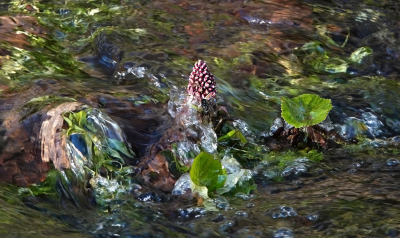 <i class='fa fa-user'></i>&nbsp;nelappelmelk&nbsp;|  Groot Hoefblad&nbsp; <i class='fa fa-eye'>&nbsp;37</i> &nbsp; <i class='fa fa-comment-o'>&nbsp;1</i>