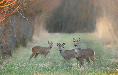 <i class='fa fa-user'></i>&nbsp;Eric Gibcus&nbsp;|  Ree&nbsp; <i class='fa fa-eye'>&nbsp;43</i> &nbsp;<i class='fa fa-thumbs-up'>&nbsp;1</i> &nbsp; <i class='fa fa-comment-o'>&nbsp;1</i>