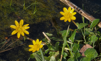 <i class='fa fa-user'></i>&nbsp;guidomwm&nbsp;| Gewoon Speenkruid&nbsp; <i class='fa fa-eye'>&nbsp;12</i> &nbsp; <i class='fa fa-comment-o'>&nbsp;0</i>