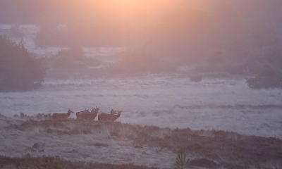 <i class='fa fa-user'></i>&nbsp;nelappelmelk&nbsp;|  Edelhert&nbsp; <i class='fa fa-eye'>&nbsp;36</i> &nbsp;<i class='fa fa-thumbs-up'>&nbsp;2</i> &nbsp; <i class='fa fa-comment-o'>&nbsp;3</i>