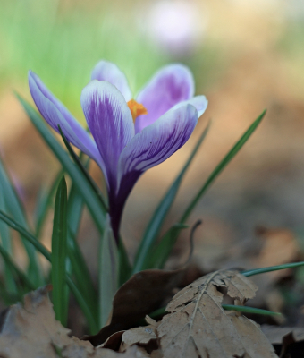 <i class='fa fa-user'></i>&nbsp;Tineke Strijbosch&nbsp;|  Bonte Krokus&nbsp; <i class='fa fa-eye'>&nbsp;9</i> &nbsp; <i class='fa fa-comment-o'>&nbsp;0</i>