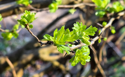 <i class='fa fa-user'></i>&nbsp;guidomwm&nbsp;|  Eenstijlige Meidoorn&nbsp; <i class='fa fa-eye'>&nbsp;14</i> &nbsp; <i class='fa fa-comment-o'>&nbsp;0</i>