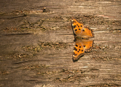 <i class='fa fa-user'></i>&nbsp;Jurgen Maassen&nbsp;|  Grote Vos&nbsp; <i class='fa fa-eye'>&nbsp;9</i> &nbsp;<i class='fa fa-thumbs-up'>&nbsp;1</i> &nbsp; <i class='fa fa-comment-o'>&nbsp;0</i>