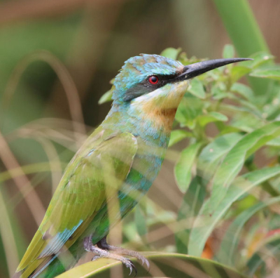 <i class='fa fa-user'></i>&nbsp;ggerretje&nbsp;| Dwergbijeneter&nbsp; <i class='fa fa-eye'>&nbsp;7</i> &nbsp; <i class='fa fa-comment-o'>&nbsp;4</i>