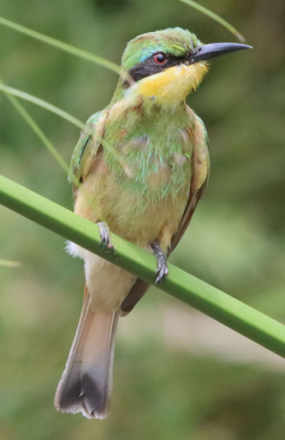 <i class='fa fa-user'></i>&nbsp;ggerretje&nbsp;| Dwergbijeneter&nbsp; <i class='fa fa-eye'>&nbsp;8</i> &nbsp; <i class='fa fa-comment-o'>&nbsp;2</i>