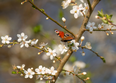 <i class='fa fa-user'></i>&nbsp;Jurgen Maassen&nbsp;|  Dagpauwoog&nbsp; <i class='fa fa-eye'>&nbsp;26</i> &nbsp;<i class='fa fa-thumbs-up'>&nbsp;1</i> &nbsp; <i class='fa fa-comment-o'>&nbsp;3</i>