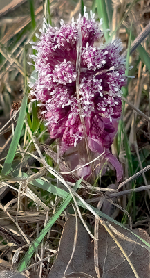 <i class='fa fa-user'></i>&nbsp;guidomwm&nbsp;|  Groot Hoefblad&nbsp; <i class='fa fa-eye'>&nbsp;14</i> &nbsp; <i class='fa fa-comment-o'>&nbsp;0</i>