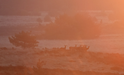 <i class='fa fa-user'></i>&nbsp;nelappelmelk&nbsp;|  Edelhert 2&nbsp; <i class='fa fa-eye'>&nbsp;11</i> &nbsp; <i class='fa fa-comment-o'>&nbsp;1</i>