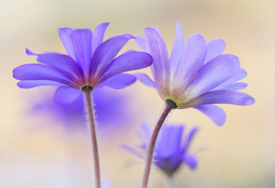 <i class='fa fa-user'></i>&nbsp;Nel R&nbsp;|  Blauwe Anemoon&nbsp; <i class='fa fa-eye'>&nbsp;18</i> &nbsp;<i class='fa fa-thumbs-up'>&nbsp;3</i> &nbsp; <i class='fa fa-comment-o'>&nbsp;3</i>