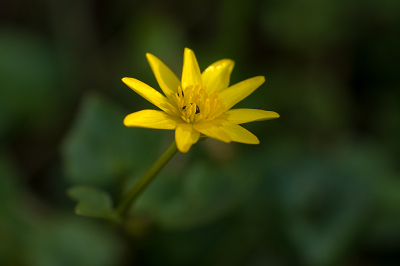 <i class='fa fa-user'></i>&nbsp;Willem Verhagen&nbsp;|  Gewoon Speenkruid&nbsp; <i class='fa fa-eye'>&nbsp;10</i> &nbsp; <i class='fa fa-comment-o'>&nbsp;0</i>