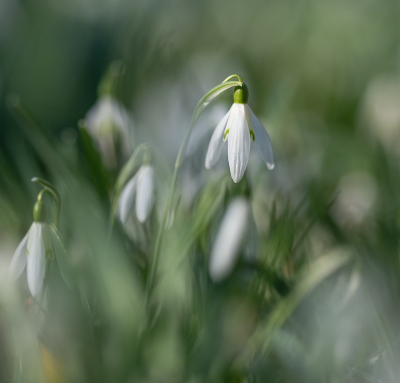 <i class='fa fa-user'></i>&nbsp;Tim Oord&nbsp;|  Gewoon Sneeuwklokje&nbsp; <i class='fa fa-eye'>&nbsp;25</i> &nbsp; <i class='fa fa-comment-o'>&nbsp;1</i>