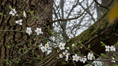 <i class='fa fa-user'></i>&nbsp;guidomwm&nbsp;|  Kerspruim&nbsp; <i class='fa fa-eye'>&nbsp;18</i> &nbsp; <i class='fa fa-comment-o'>&nbsp;2</i>