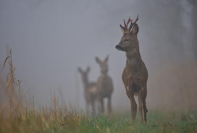 <i class='fa fa-user'></i>&nbsp;robert-jan&nbsp;|  Ree&nbsp; <i class='fa fa-eye'>&nbsp;18</i> &nbsp;<i class='fa fa-thumbs-up'>&nbsp;1</i> &nbsp; <i class='fa fa-comment-o'>&nbsp;0</i>