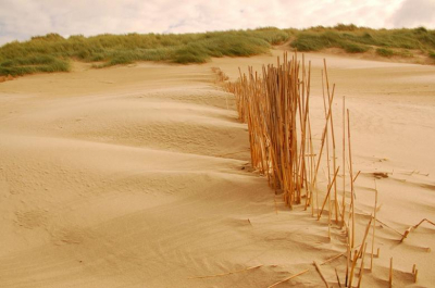De duinen bij Schoorl.