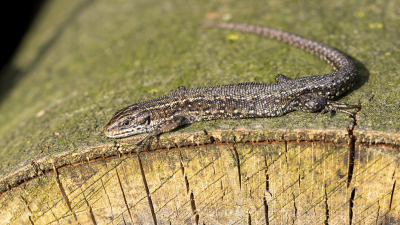 <i class='fa fa-user'></i>&nbsp;Martin Verbeeten&nbsp;|  Levendbarende Hagedis&nbsp; <i class='fa fa-eye'>&nbsp;12</i> &nbsp; <i class='fa fa-comment-o'>&nbsp;0</i>