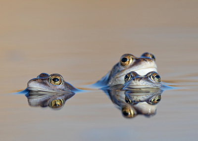 <i class='fa fa-user'></i>&nbsp;Tom&nbsp;|  Heikikker&nbsp; <i class='fa fa-eye'>&nbsp;35</i> &nbsp;<i class='fa fa-thumbs-up'>&nbsp;1</i> &nbsp; <i class='fa fa-comment-o'>&nbsp;3</i>