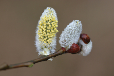 <i class='fa fa-user'></i>&nbsp;Paul Vandebroek&nbsp;|  Boswilg&nbsp; <i class='fa fa-eye'>&nbsp;15</i> &nbsp; <i class='fa fa-comment-o'>&nbsp;0</i>