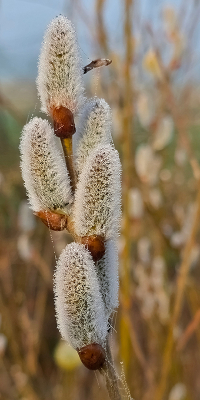 <i class='fa fa-user'></i>&nbsp;guidomwm&nbsp;|  Wilg&nbsp; <i class='fa fa-eye'>&nbsp;17</i> &nbsp; <i class='fa fa-comment-o'>&nbsp;0</i>