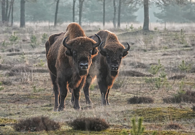 <i class='fa fa-user'></i>&nbsp;nelappelmelk&nbsp;|  Wisent&nbsp; <i class='fa fa-eye'>&nbsp;14</i> &nbsp; <i class='fa fa-comment-o'>&nbsp;0</i>