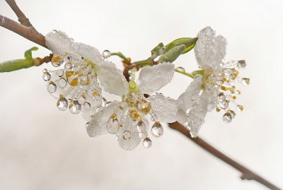 Lange tijd mistig vanmorgen. Ik zag dat de bloempjes van de Sleedoorn vol met druppels hingen dus gauw terug om mijn camera.