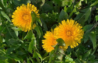 <i class='fa fa-user'></i>&nbsp;guidomwm&nbsp;|  Paardenbloem&nbsp; <i class='fa fa-eye'>&nbsp;2</i> &nbsp; <i class='fa fa-comment-o'>&nbsp;0</i>