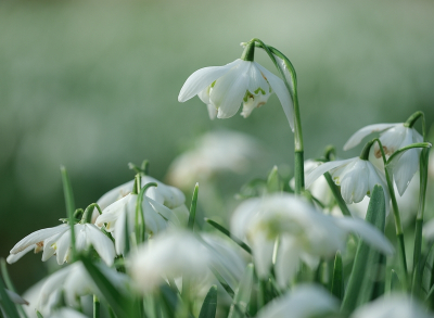 <i class='fa fa-user'></i>&nbsp;Tim Oord&nbsp;|  Dubbel of Gevuld Sneeuwklokje&nbsp; <i class='fa fa-eye'>&nbsp;2</i> &nbsp; <i class='fa fa-comment-o'>&nbsp;0</i>