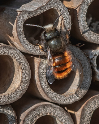 <i class='fa fa-user'></i>&nbsp;Johan van Gurp&nbsp;|  Gehoornde Metselbij&nbsp; <i class='fa fa-eye'>&nbsp;12</i> &nbsp; <i class='fa fa-comment-o'>&nbsp;1</i>