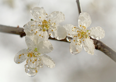 <i class='fa fa-user'></i>&nbsp;Nel R&nbsp;|  Druppels&nbsp; <i class='fa fa-eye'>&nbsp;8</i> &nbsp;<i class='fa fa-thumbs-up'>&nbsp;1</i> &nbsp; <i class='fa fa-comment-o'>&nbsp;1</i>