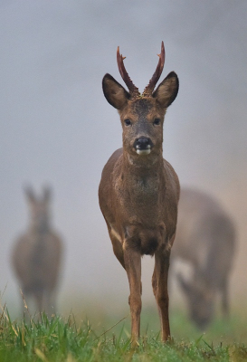 <i class='fa fa-user'></i>&nbsp;robert-jan&nbsp;|  Ree&nbsp; <i class='fa fa-eye'>&nbsp;18</i> &nbsp;<i class='fa fa-thumbs-up'>&nbsp;2</i> &nbsp; <i class='fa fa-comment-o'>&nbsp;1</i>