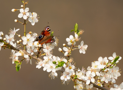 In verband met verhuizen een aantal dagen off-line, naar gelukkig weer on-line.

Nog eentje van een mooi en gaaf exemplaar in de bloeiende Sleedoorn. Hier op een mooie uitstekende tak met een passende achtergrond.

Uit de hand, Sony A6700 + 200-600.