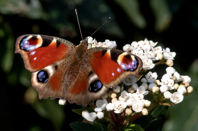 <i class='fa fa-user'></i>&nbsp;Johan van Gurp&nbsp;|  Dagpauwoog&nbsp; <i class='fa fa-eye'>&nbsp;15</i> &nbsp; <i class='fa fa-comment-o'>&nbsp;0</i>