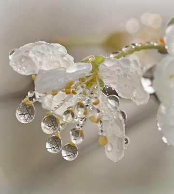 Nature picture: 1. Druppels