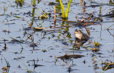 <i class='fa fa-user'></i>&nbsp;David&nbsp;|  Heikikker&nbsp; <i class='fa fa-eye'>&nbsp;10</i> &nbsp; <i class='fa fa-comment-o'>&nbsp;0</i>