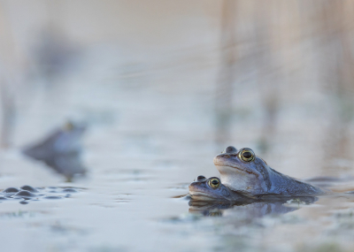 <i class='fa fa-user'></i>&nbsp;Tom&nbsp;|  Heikikker&nbsp; <i class='fa fa-eye'>&nbsp;20</i> &nbsp;<i class='fa fa-thumbs-up'>&nbsp;1</i> &nbsp; <i class='fa fa-comment-o'>&nbsp;1</i>