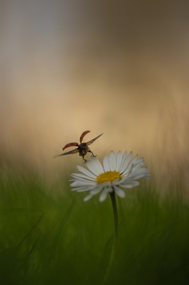 <i class='fa fa-user'></i>&nbsp;daan de vos&nbsp;|  Lieveheersbeestje&nbsp; <i class='fa fa-eye'>&nbsp;24</i> &nbsp;<i class='fa fa-thumbs-up'>&nbsp;2</i> &nbsp; <i class='fa fa-comment-o'>&nbsp;2</i>