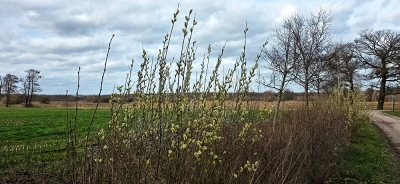 <i class='fa fa-user'></i>&nbsp;guidomwm&nbsp;|  Landschap met Wilgen&nbsp; <i class='fa fa-eye'>&nbsp;2</i> &nbsp; <i class='fa fa-comment-o'>&nbsp;0</i>