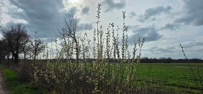 <i class='fa fa-user'></i>&nbsp;guidomwm&nbsp;|  Landschap met Wilgen&nbsp; <i class='fa fa-eye'>&nbsp;30</i> &nbsp; <i class='fa fa-comment-o'>&nbsp;0</i>