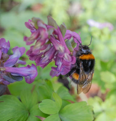 <i class='fa fa-user'></i>&nbsp;Tim Oord&nbsp;|  Aardhommel&nbsp; <i class='fa fa-eye'>&nbsp;3</i> &nbsp; <i class='fa fa-comment-o'>&nbsp;0</i>