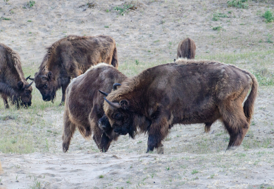 Nature picture: 1. Wisent