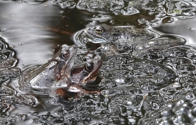 Nature picture: 1. Bruine Kikker