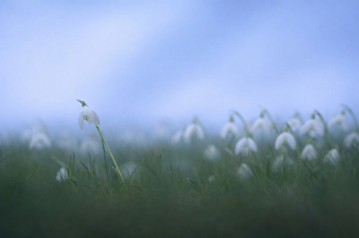 <i class='fa fa-user'></i>&nbsp;Jurgen Maassen&nbsp;|  Gewoon Sneeuwklokje&nbsp; <i class='fa fa-eye'>&nbsp;17</i> &nbsp; <i class='fa fa-comment-o'>&nbsp;1</i>