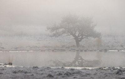<i class='fa fa-user'></i>&nbsp;Pieter  LJ&nbsp;|  Strijbeekse Heide&nbsp; <i class='fa fa-eye'>&nbsp;42</i> &nbsp;<i class='fa fa-thumbs-up'>&nbsp;1</i> &nbsp; <i class='fa fa-comment-o'>&nbsp;3</i>