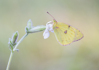 <i class='fa fa-user'></i>&nbsp;Tom&nbsp;|  Gele Luzernevlinder&nbsp; <i class='fa fa-eye'>&nbsp;35</i> &nbsp;<i class='fa fa-thumbs-up'>&nbsp;1</i> &nbsp; <i class='fa fa-comment-o'>&nbsp;0</i>