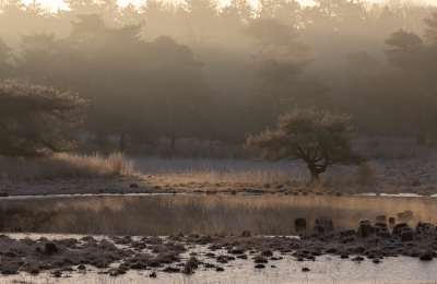 <i class='fa fa-user'></i>&nbsp;Pieter  LJ&nbsp;|  Strijbeekse Heide&nbsp; <i class='fa fa-eye'>&nbsp;14</i> &nbsp; <i class='fa fa-comment-o'>&nbsp;2</i>