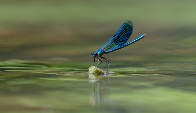 <i class='fa fa-user'></i>&nbsp;Eef Kieft&nbsp;|  Weidebeekjuffer&nbsp; <i class='fa fa-eye'>&nbsp;9</i> &nbsp; <i class='fa fa-comment-o'>&nbsp;1</i>