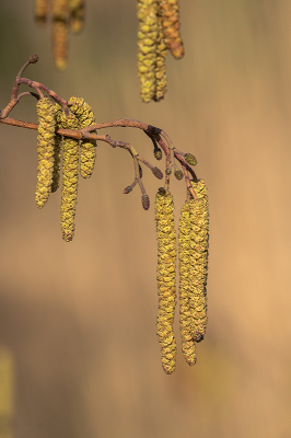 <i class='fa fa-user'></i>&nbsp;Willem Verhagen&nbsp;|  Zwarte Els&nbsp; <i class='fa fa-eye'>&nbsp;6</i> &nbsp; <i class='fa fa-comment-o'>&nbsp;0</i>