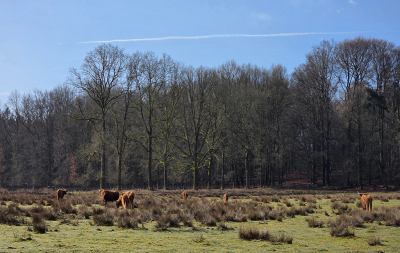 <i class='fa fa-user'></i>&nbsp;guidomwm&nbsp;|  Landschap met Schotse Hooglanders&nbsp; <i class='fa fa-eye'>&nbsp;6</i> &nbsp; <i class='fa fa-comment-o'>&nbsp;0</i>