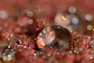 Nature picture: 1. Druppel